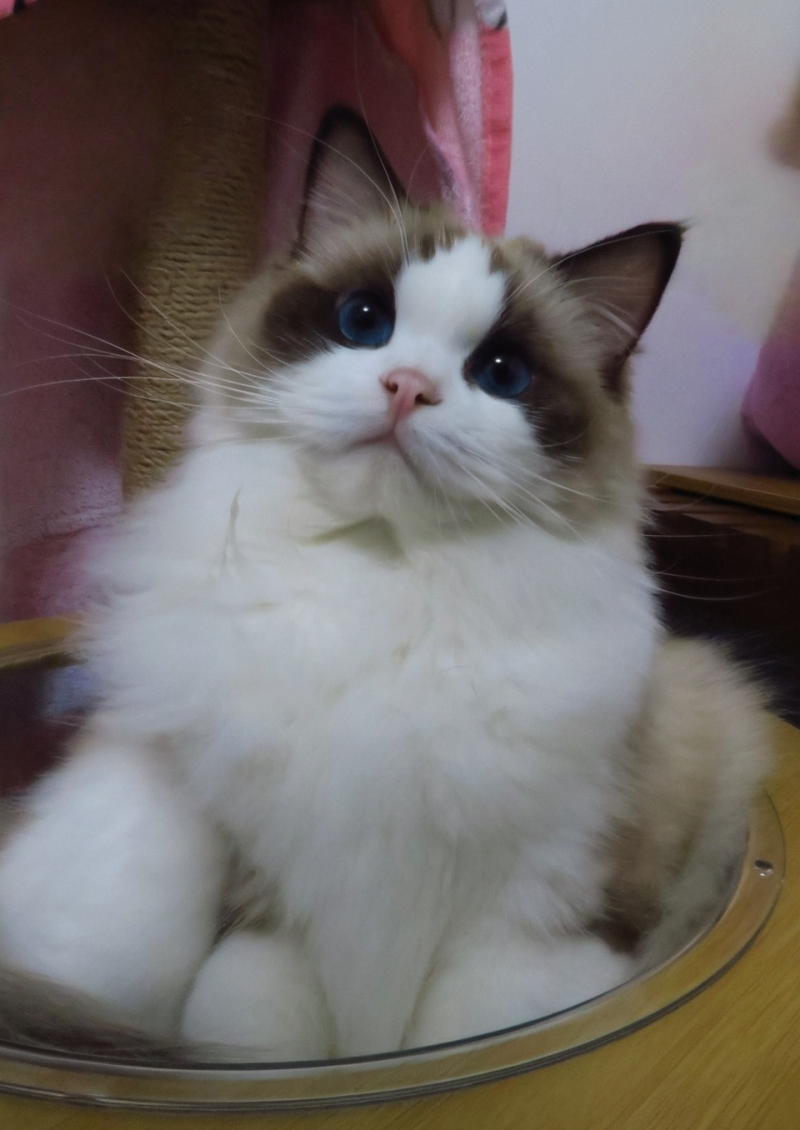 20250318三步驟輕鬆迎接你的命定萌貓