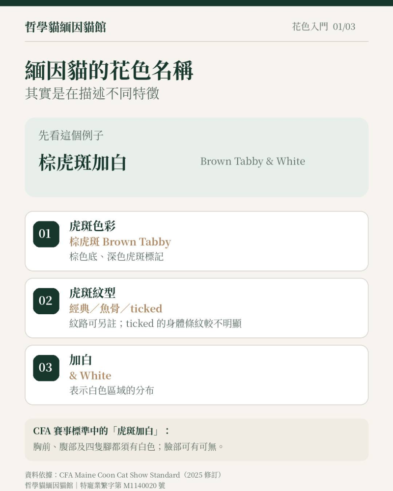 緬因貓花色怎麼看？一次搞懂色彩、虎斑、加白與銀煙系