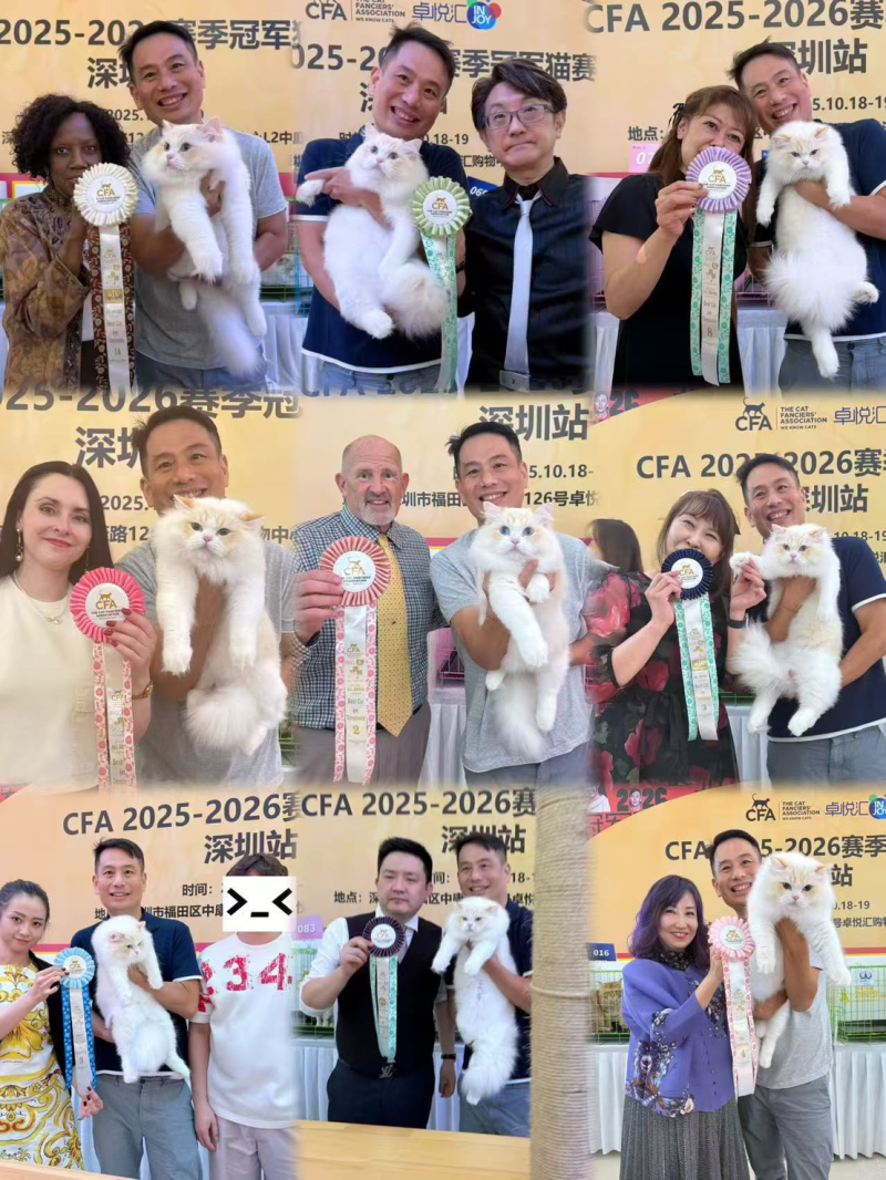 從國際賽場到幸福家庭：哲學貓布偶貓舍以冠軍實力，開創業界第一創舉