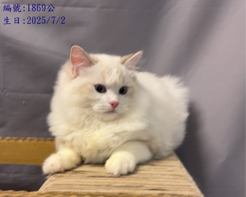 1869公貓資料