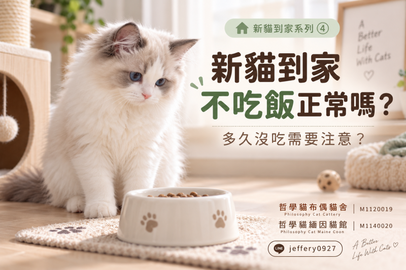 新貓到家不吃飯正常嗎？多久沒吃需要注意？