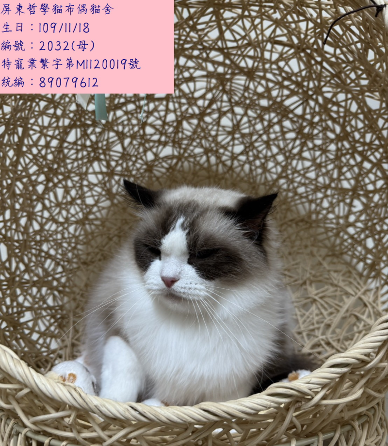 退役母貓釋出公告