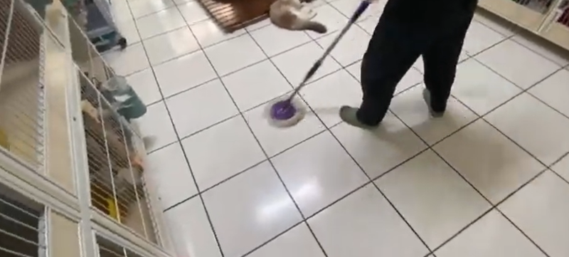貓舍日常清潔打掃